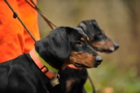 Picture of hound type Cross bred Dogs