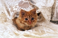 Picture of household cat amongst fabric