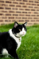 Picture of Household cat in garden