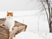 Picture of Household cat in winter