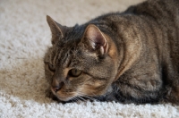 Picture of Household cat lying on carpet