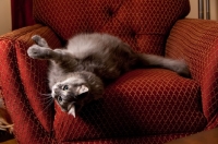 Picture of Household cat, lying on chair