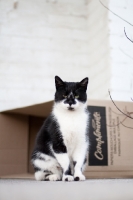 Picture of household cat near box