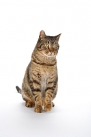 Picture of Household cat on white background