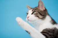 Picture of Household cat one leg up, blue background