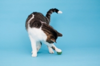 Picture of Household cat playing with ball on blue background