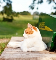 Picture of Household cat relaxing