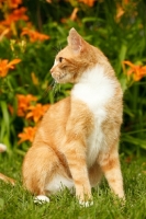 Picture of household cat sitting in garden