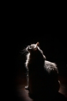 Picture of Household cat, sitting on black background