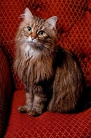 Picture of Household cat, sitting on chair