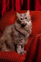 Picture of Household cat, sitting on red chair