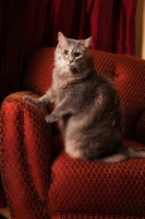 Picture of Household cat, sitting on sofa