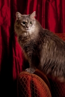 Picture of Household cat, standing on chair