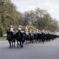 Picture of household cavalry leaving barracks in london, 1976
