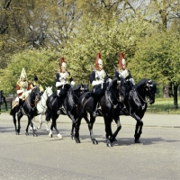 Picture of household cavalry leaving barracks, hyde park, 1976