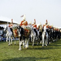 Picture of household cavalry with clydesdale drum horse 