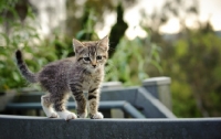 Picture of household kitten balancing