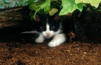 Picture of Household Kitten hiding under leaves