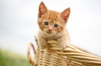 Picture of household kitten in basket