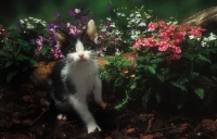 Picture of Household kitten near flowers