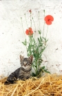 Picture of Household kitten near poppies