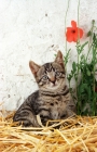 Picture of Household kitten on grass, near a poppy flower