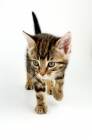 Picture of Household kitten walking on white background