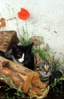 Picture of Household kittens hiding behind log
