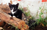 Picture of Household kittens
