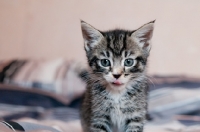 Picture of household kitten