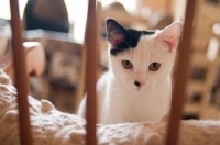 Picture of Household pet behind chair