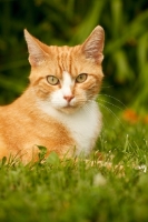 Picture of Household pet in garden