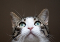 Picture of Household pet looking up, portrait