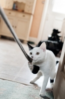 Picture of Household pet playing with rope