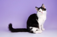 Picture of Household pet sitting on purple background