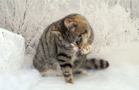 Picture of household pet washing in snow