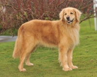 Picture of Hovawart dog standing on grass