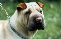 Picture of Howun Swis Gen May-Ling, shar pei in holland, head study