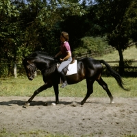 Picture of hÃ¼ssar, ridden trakehner at gestÃ¼t webelsgrÃ¼nd