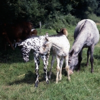 Picture of humbug and friend, Appaloosa mare with 2 foals