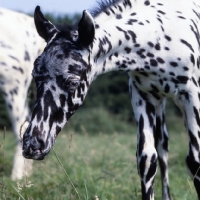 Picture of humbug, close-up of Appaloosa foal head