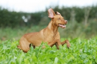 Picture of Hunagrian Vizsla running in field