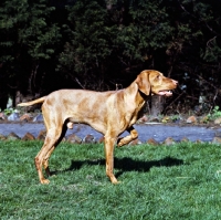Picture of hungarian  vizsla on point