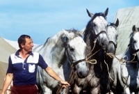 Picture of hungarian carriage driver with his team of four horses