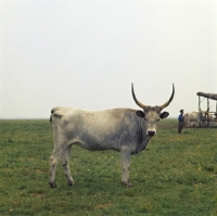 Picture of Hungarian cream cow with horns standing in field and looking at camera