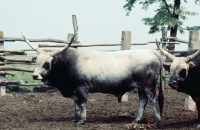 Picture of hungarian grey bull in hungary