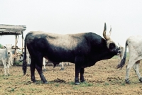 Picture of hungarian grey bull in hungary