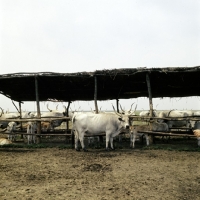 Picture of hungarian grey cattle with calves in calf creep on  hortobÃ¡gy puszta,