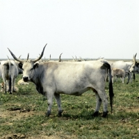 Picture of hungarian grey cow looking at camera on hortobÃ¡gy puszta, 