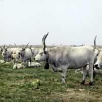 Picture of hungarian grey cow wearing cow bell 0nhortobÃ¡gy puszta,